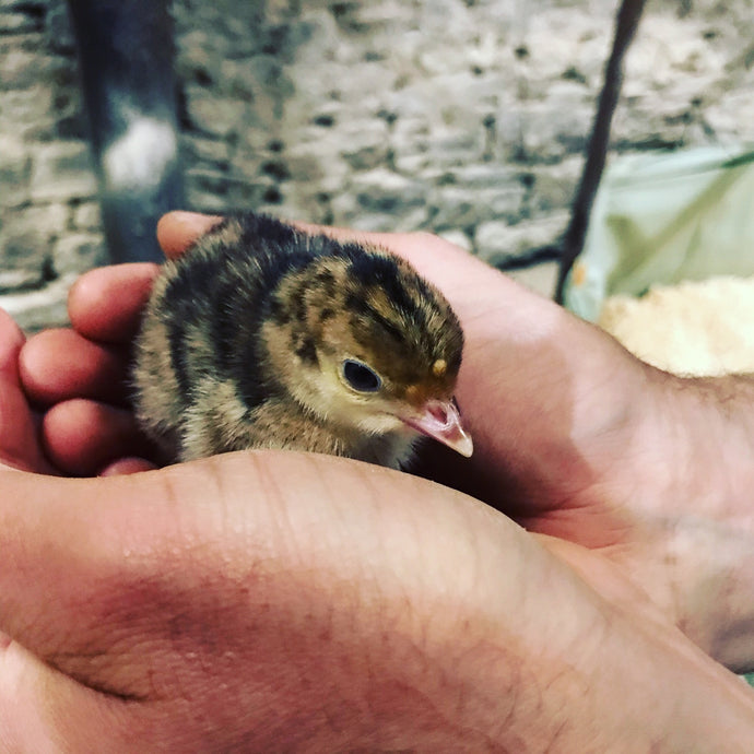 Hatched ||