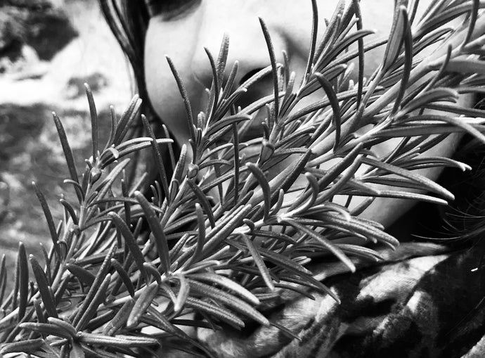 Herbalicious ||