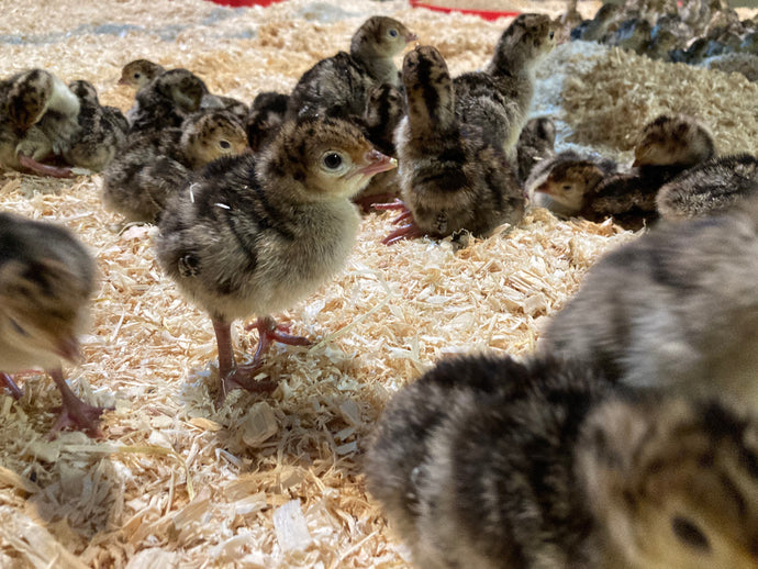 Turkey chicks hatched ||