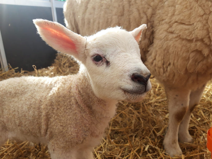 Lleyn-lambing ||
